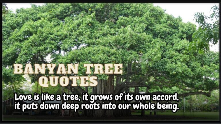 51+ Best Banyan Tree Quotes, Sayings & Instagram Captions - Everyday Images