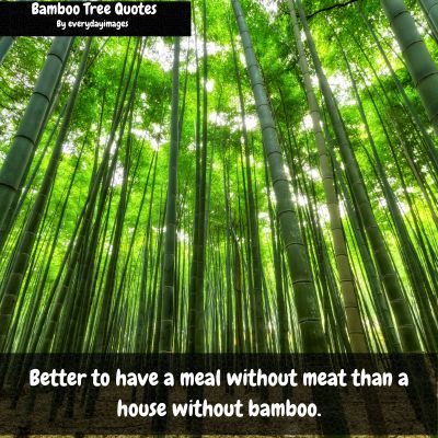 Bamboo Tree Funny Captions