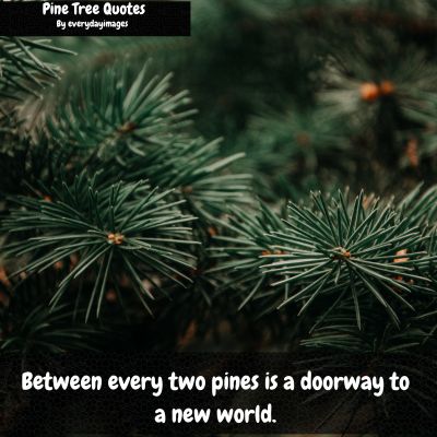 Use of Pine Tree Quotes