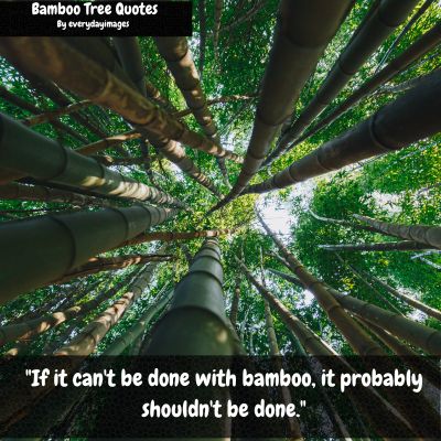 Inspirational Bamboo Tree Quotes