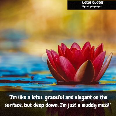 Funny Lotus Quotes