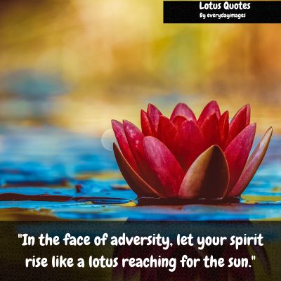 Lotus Quotes