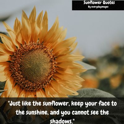 Motivational Sunflower Quotes