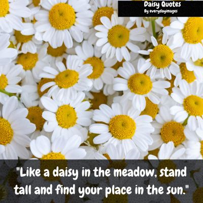 Inspirational Daisy Quotes