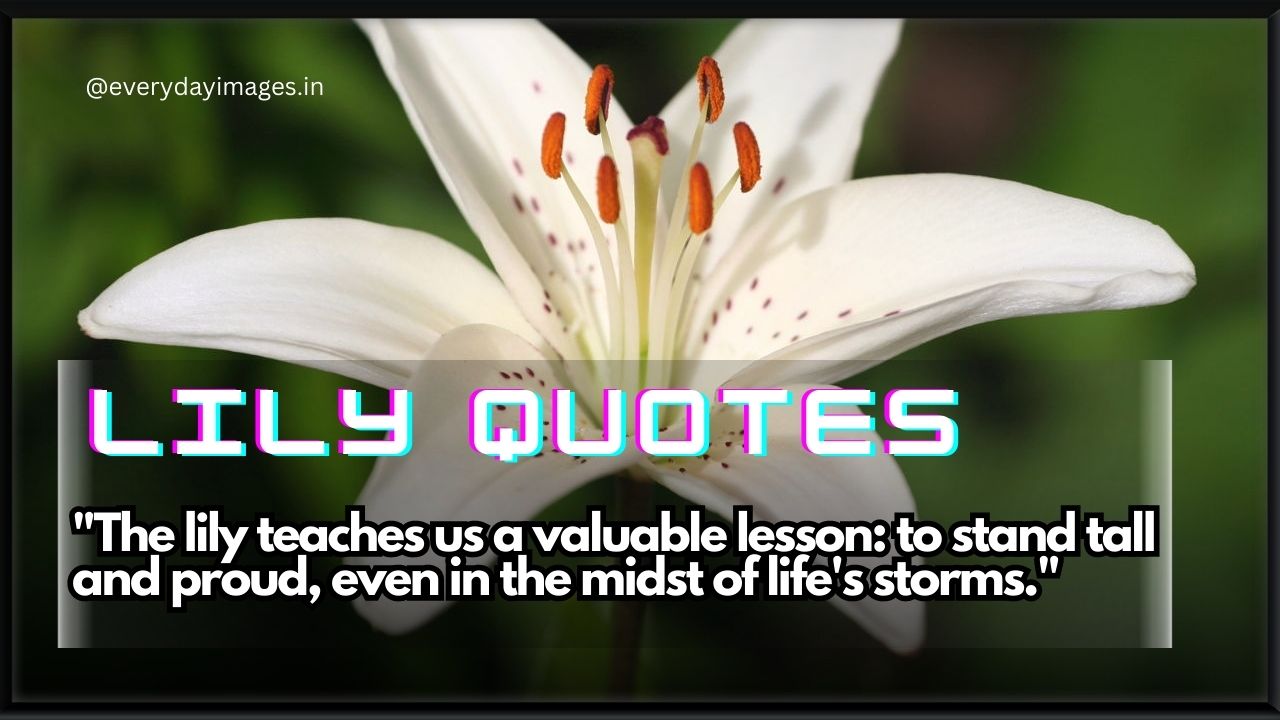 55+ Best Lily Quotes, Captions & Sayings For A Pure Heart - Everyday Images