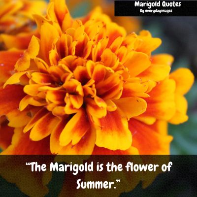 Marigold flower quotes