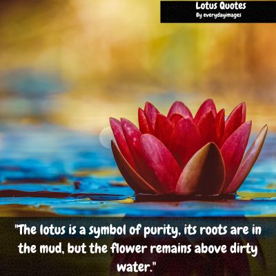 Best Lotus Quotes