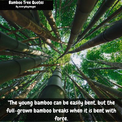 Bamboo plant Quotes