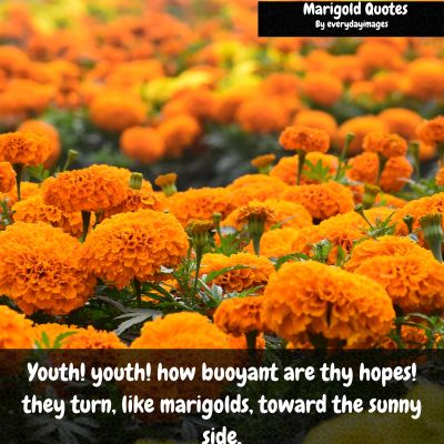 Inspirational marigold quotes